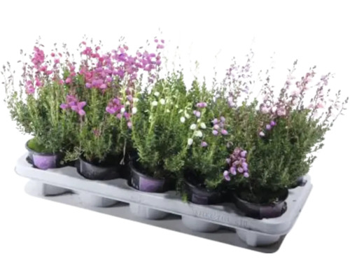 Erikasortiment im Pflanztablett mit verschiedenen Blütenfarben