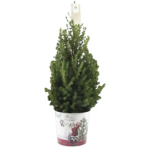 Nordmanntanne im Dekoeimer für die Weihnachtszeit