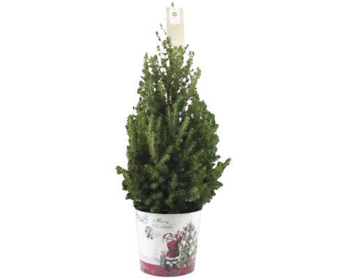 Nordmanntanne im Dekoeimer für die Weihnachtszeit