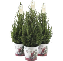 Drei Weihnachtsbäume in Töpfen mit weihnachtlichen Motiven