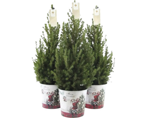Drei Weihnachtsbäume in Töpfen mit weihnachtlichen Motiven
