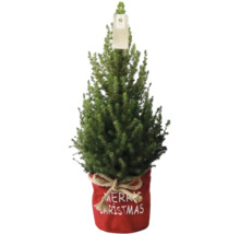 Kleine Nordmanntanne im roten Topf mit Merry Christmas Aufschrift als Weihnachtsdekoration