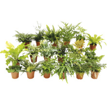 Verschiedene Farne in Töpfen