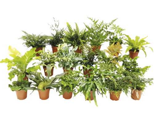 Verschiedene Farne in Töpfen