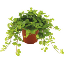 Pfefferpflanze im Topf