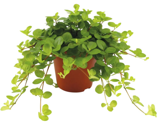 Pfefferpflanze im Topf