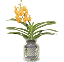 Orangefarbene Vanda-Orchidee in Glasvase