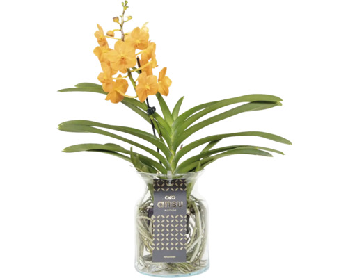 Orangefarbene Vanda-Orchidee in Glasvase