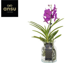 Vanda Orchidee in Glasvase