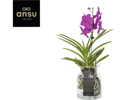 Vanda Orchidee in Glasvase