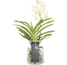 Vanda-Orchidee in Glasvase