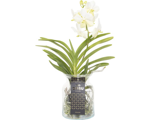 Vanda-Orchidee in Glasvase