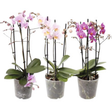 Drei Topforchideen in verschiedenen Farben
