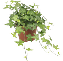 Efeu Pflanze im Topf