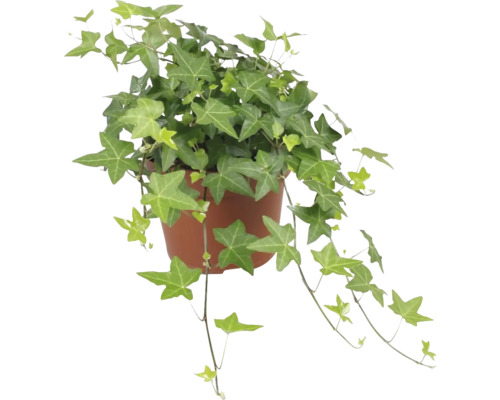 Efeu Pflanze im Topf