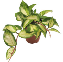 Zimmerpflanze Wachsblume in einem Topf