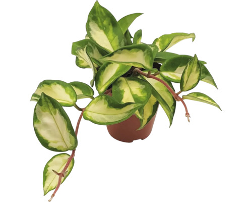 Zimmerpflanze Wachsblume in einem Topf