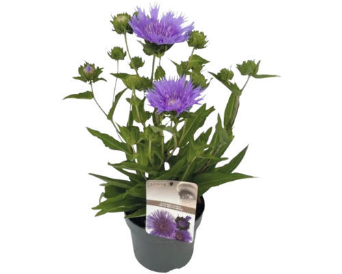 Kornblumen-Aster FloraSelf Stokesia laevis 'Mega Mels'® Ø 19 cm Topf Kornblume im Topf