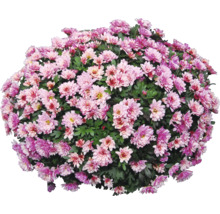 Chrysanthemenbusch mit vielen Blüten