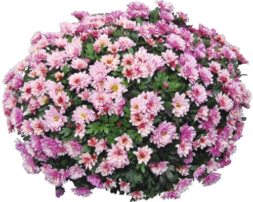 Chrysanthemenbusch mit vielen Blüten