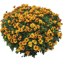Goldene Chrysanthemen im Topf für den Außenbereich