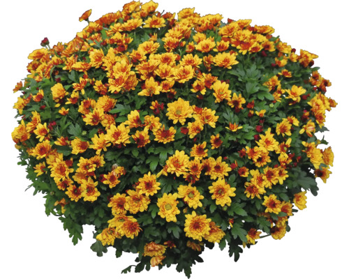 Goldene Chrysanthemen im Topf für den Außenbereich