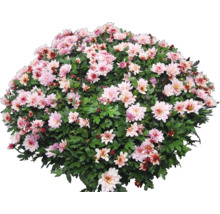 Chrysantheme mit zahlreichen Blüten