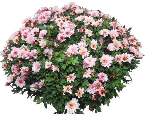 Chrysantheme mit zahlreichen Blüten