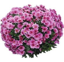 Busch Chrysantheme mit Blüten