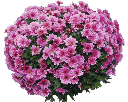 Busch Chrysantheme mit Blüten