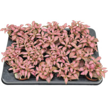 Tablett mit Fittonia Zimmerpflanzen