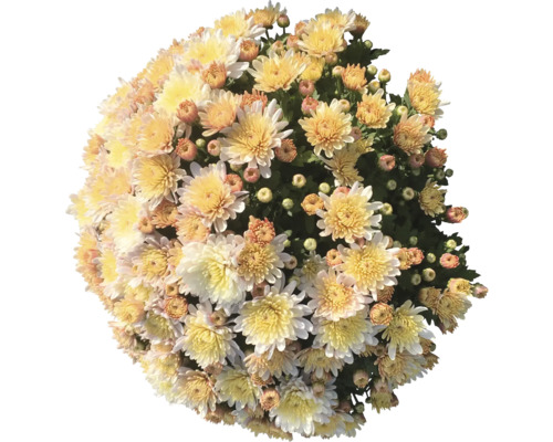 Kugel Chrysantheme im Topf