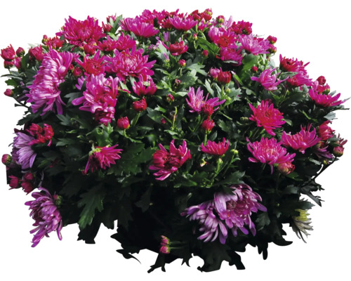 Busch Chrysantheme mit Blüten