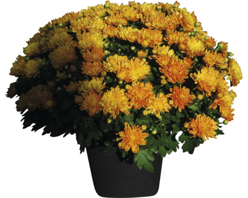 Gelbe Chrysantheme im Topf