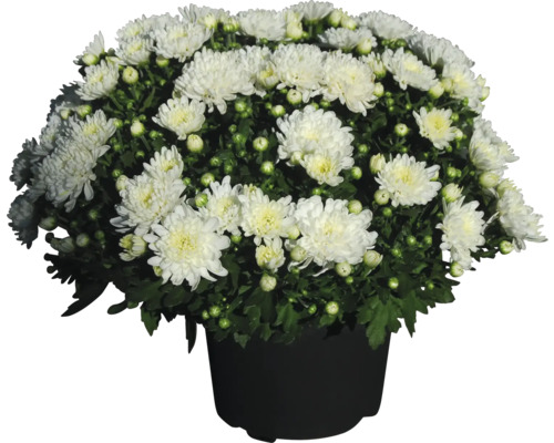 Weiße Chrysantheme im Topf