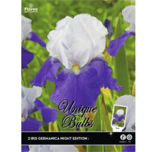 Verpackung Iris Germanica Night Edition Blumenzwiebeln