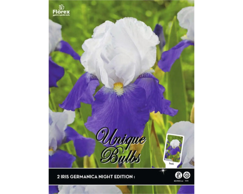 Verpackung Iris Germanica Night Edition Blumenzwiebeln