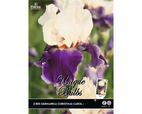 Verpackung mit zwei Iris germanica Christmas Carol Blumenzwiebeln
