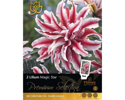 Lilium Magic Star Blumenzwiebelpackung mit gefüllten orientalischen Lilien