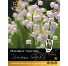 Verpackung mit zwei rosa Maiglöckchenwurzeln der Sorte Convallaria majalis ''rosea''