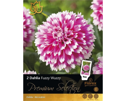 Verpackung mit zwei Dahlien Fuzzy Wuzzy Zwiebeln