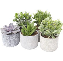 Verschiedene Sukkulenten in Töpfen