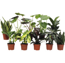 Verschiedene Zimmerpflanzen in Töpfen