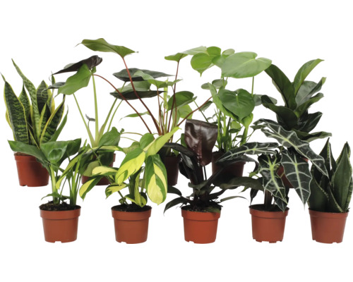 Verschiedene Zimmerpflanzen in Töpfen