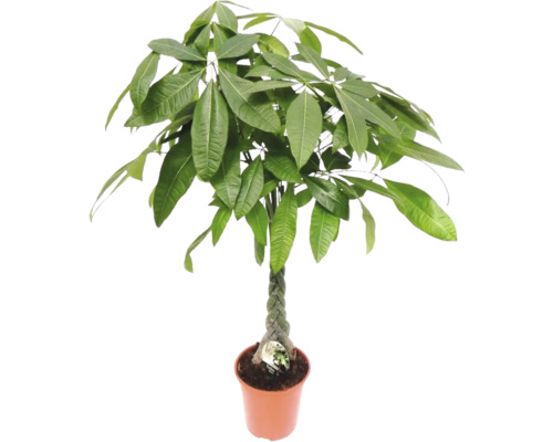 Glückskastanie FloraSelf Pachira H ca. 110 cm Ø 21 cm Topf geflochtene Stamm Geldbaum Pflanze im Topf mit geflochtenem Stamm
