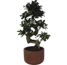 Bonsai-Baum in einem Topf