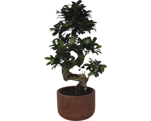 Bonsai-Baum in einem Topf