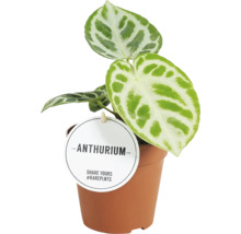 Anthurium Zimmerpflanze im Topf
