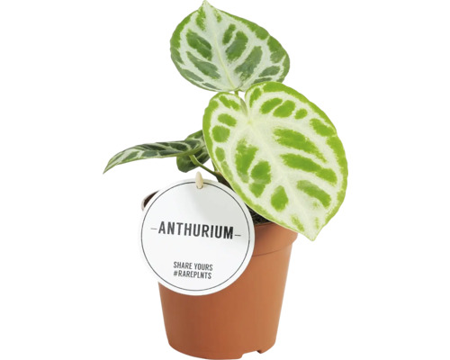 Anthurium Zimmerpflanze im Topf