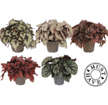 Verschiedene Begonien in Töpfen